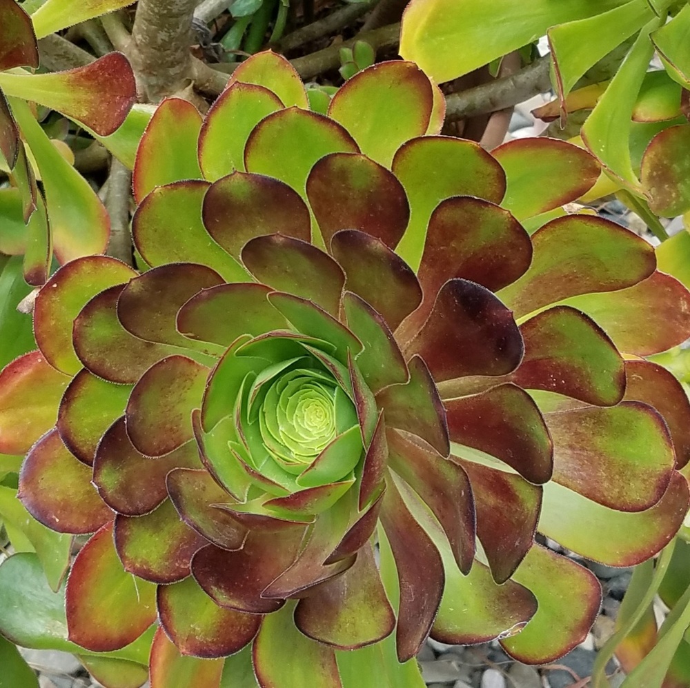 Gigantic  Aenium  cuttings  succulent